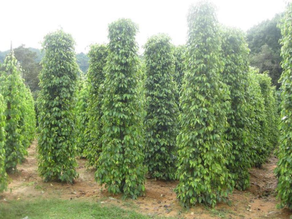 Pepper Farm Phu Quoc Bungalow Buitenkant foto